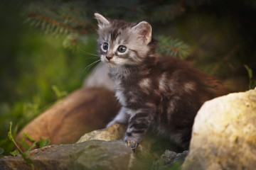Gray fluffy kitten on summer outdoor stones
