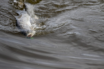 surface action of barramundi when it is hooked by a angler in the fishing tournament