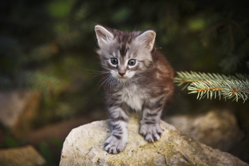 Naklejka na ściany i meble Gray fluffy kitten on summer outdoor stones