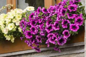 Fototapeta na wymiar Purple ornamental flowers on a window.