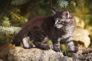 Naklejka na ściany i meble Gray fluffy kitten on summer outdoor stones