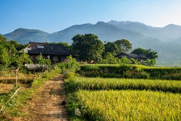 Fototapeta na wymiar meadow in Vietnam