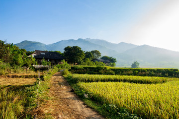 Fototapeta premium meadow in Vietnam