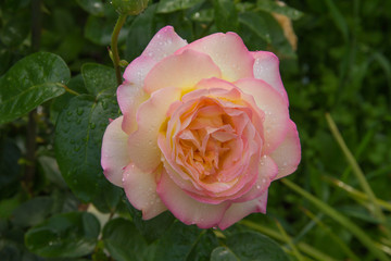 Peace (Gloria Dei) Hybrid Tea Rose