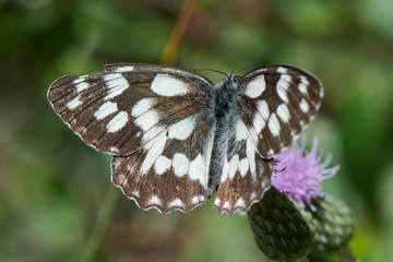 Satyridae / Orman Melikesi / / Melanargia galathea	