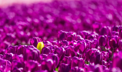 yellow tulip in a purple field