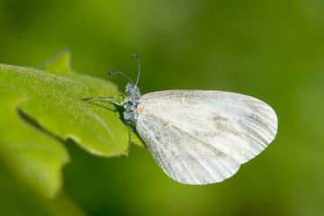 Pieridae / Narin Orman Beyazı / / Leptidea sinapis	