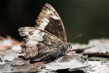 Obraz premium Satyridae / Büyük Karamelek / / Hipparchia syriaca 