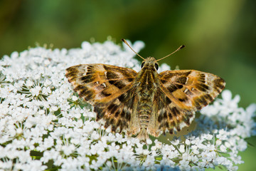 Hesperiidae / Hatmi Zıpzıpı / / Carcharodus alceae	