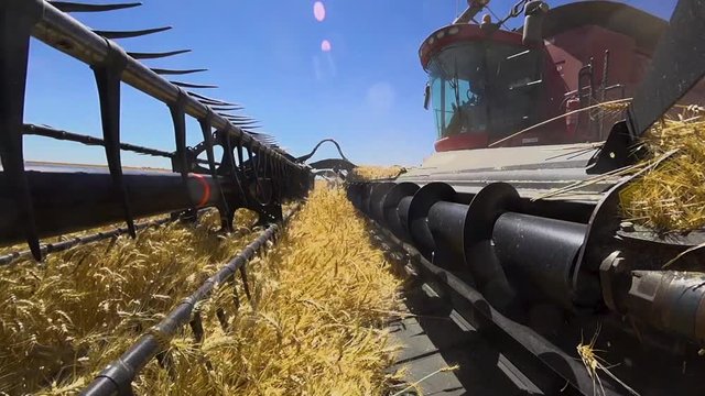 Action camera mounted on harvester working a wheat field.  Filmed at 100fps, there is some vibration on the rig, but it is still a unique and dramatic shot.