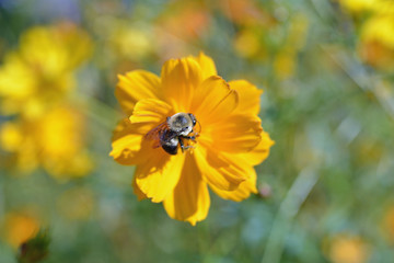 Isolated bee collecting pollen from a yellow daisy