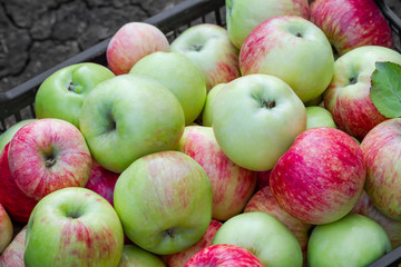 Red, yellow and green apples just picked from an orchard. Apples are in a plastic crate on the ground. Harvesting apples. Closeup, selective focus