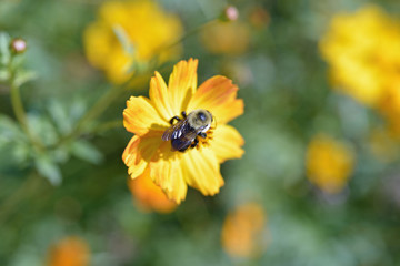 Isolated bee collecting pollen from a yellow daisy