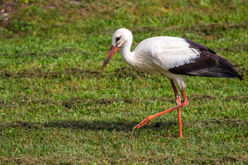 White stork in the green meadow