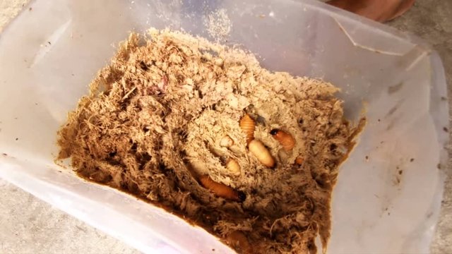 Mezcal worms are carefully stored in plastic trays,ensuring their freshness and quality for cooking purposes.
