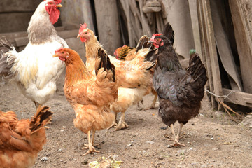 Chickens and rooster in the farm.