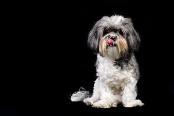 Studio portrait of a cute grey, black and white Bichon Havanese dog licking its lips against black...