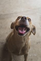 Obraz premium Dog Happiness