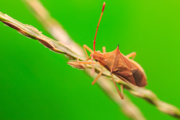 Macro photography insects