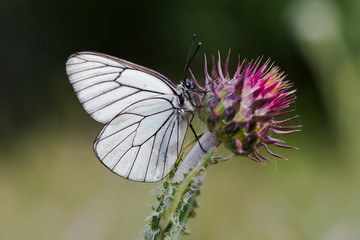 Pieridae / Alıç Kelebeği / Black-veined White / Aporia crataegi	