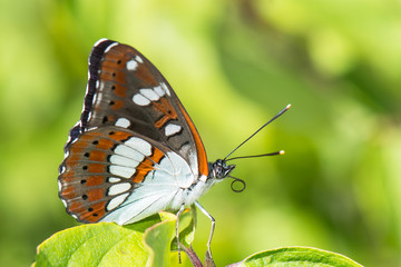Nymphalidae / Akdeniz Hanımeli Kelebeği / Southern White Admiral / Limenitis reducta	
