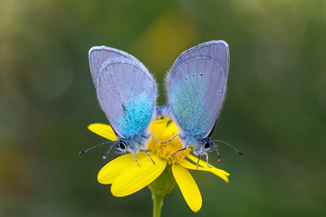 Lycaenidae / Karagözmavisi / / Glaucopsyche alexis	