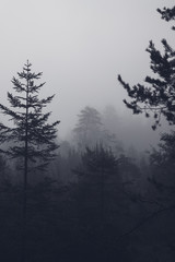 Obraz na płótnie Canvas trees on a foggy morning in bavaria