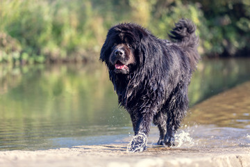 Wet newfoundland. Beautiful big black dog is playing over the water.