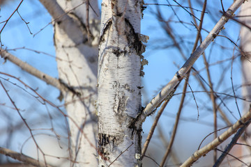 White bark on the birch trunk against the blue sky