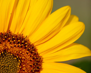Yellow petals on a flower of a sunflower