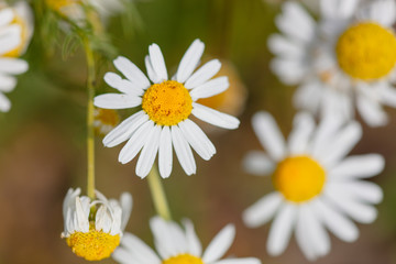 Obraz premium Chamomile flowers in the garden in summer