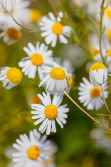 Fototapeta premium Chamomile flowers in the garden in summer