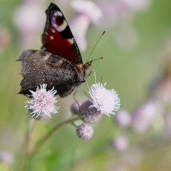 Butterfly on a flower in the nature