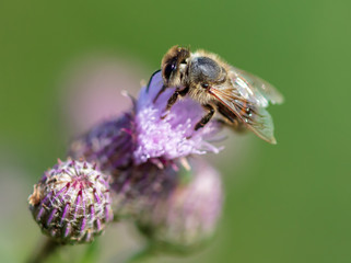 Bee on a blue flower in nature