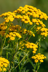 Yellow flowers on a plant in nature