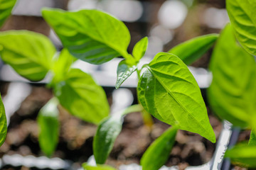 Green leaves of young pepper sprout