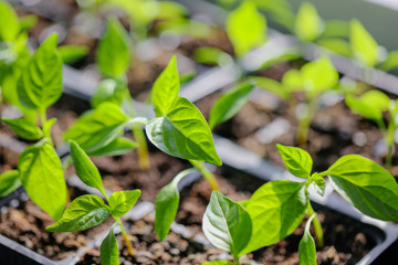 Green leaves of young pepper sprout