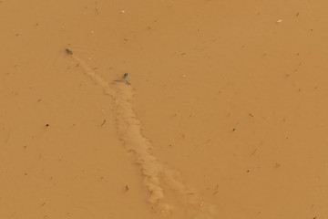 Amphibian breeding frog in brown water puddle.