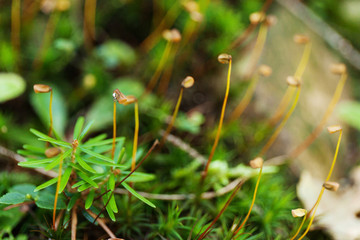 Beautiful delicate wild forest flora background, colorful clear grass.