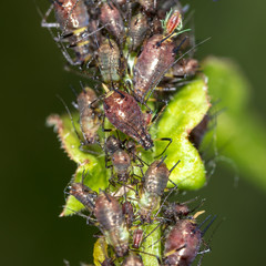 Aphids on a plant in nature