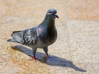 Pigeon in the water in a fountain