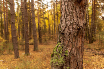 Trees in the forest in autumn as a background
