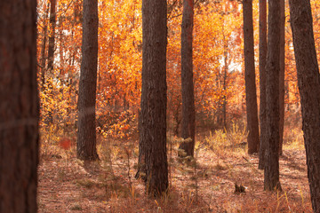 Red leaves on trees in the forest in autumn