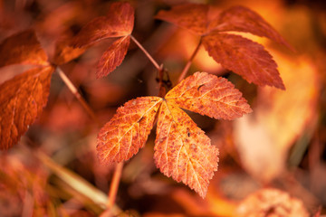 Red leaves on trees in the forest in autumn