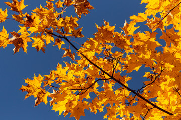 Fototapeta na wymiar Leaves on a tree in autumn as a background