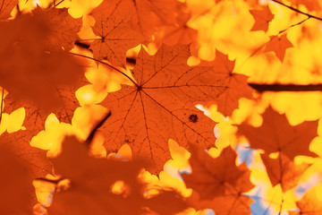 Red leaves on trees in the forest in autumn