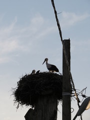 Stork.  (The Vast Russia! Sergey, Bryansk.)