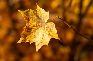 Leaves on a tree in autumn as a background