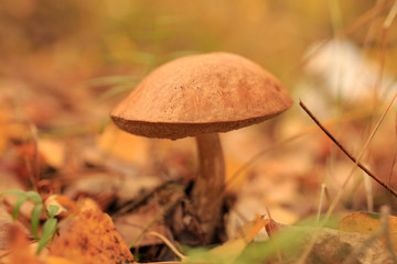 Edible mushroom in the forest in autumn