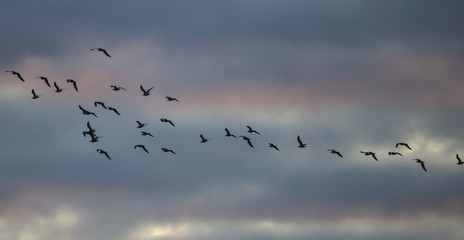 A flock of birds flies at sunset